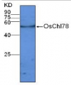 NdhF | NAD(P)H dehydrogenase subunit 5 (chloroplastic)